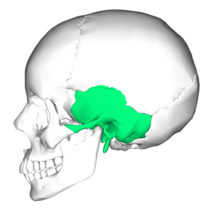 Temporal bone lateral5