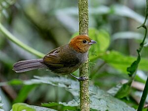 Thlypopsis pyrrhocoma - Chestnut-headed Tanager (female); Monteiro Lobato, São Paulo, Brazil.jpg