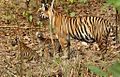 Tigress with cubs in Kanha Tiger reserve