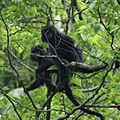 Trachypithecus mauritius 101639 (cropped)