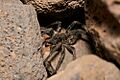 Undescribed Mauna Kea Wolf Spider