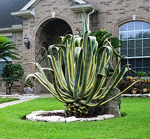 Variegated Cemtuary Plant -- Agave Americana 'Marginata'