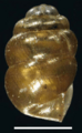 Vertigo ultimathule shell 4