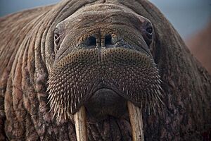 Walrus-908609 960 720