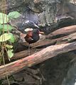 Wattled Jacana Shedd Aquarium
