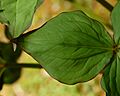 White Trillium Trillium grandiflorum Leaf Closeup 2500px