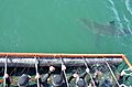 White shark cage diving, Gansbaai