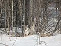 Young Lynx spotted west of Drayton Valley Ab - panoramio