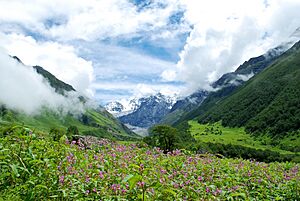 (A) Valley of flowers, Garhwal Uttarakhand India