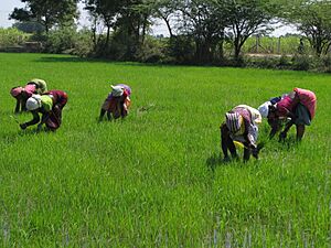 02AgriculturalFieldworks&Kanchipuram&TN