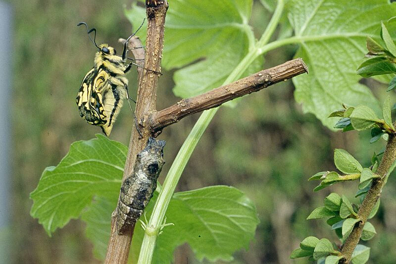 07 Emergence Machaon