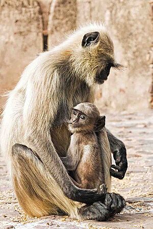 A juvenile gray langur (Semnopithecus) feeds in the safety of its mother's arms in the Ranthambore National Park
