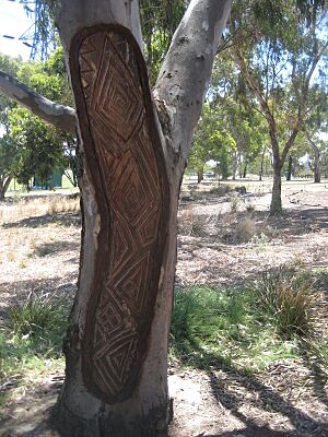 Aboriginal scar tree