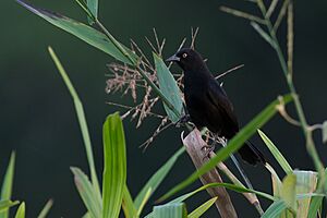 Agelasticus xanthophthalmus Pale-eyed Blackbird.jpg