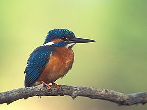 List of birds of Ireland Facts for Kids