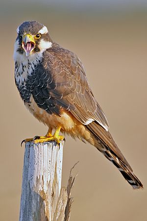 Aplomado Falcon portrait.jpg