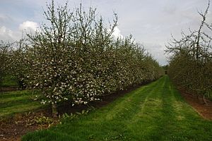 Apple orchard near Cowleigh - geograph.org.uk - 796019