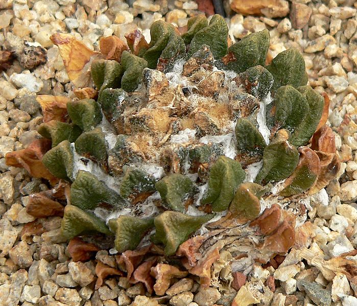 Ariocarpus scaphirostris 1