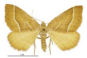Asaphodes stinaria female.jpg