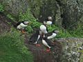 Atlantic Puffin Lundy