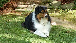 AustralianShepherdBrutus