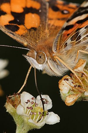 Australian painted lady feeding closeup