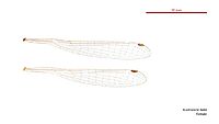 Austrosticta fieldi female wings (34441843700)