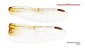Austrothemis nigrescens female wings (34215842934)
