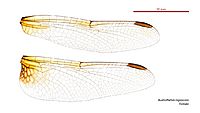 Austrothemis nigrescens female wings (34215842934)