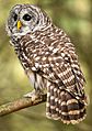 Barred Owl (Canada)