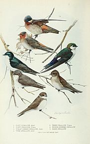 Bird-lore (1917) (14755722715)