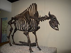 Bison antiquus.jpg