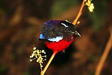 Black-crowned pitta (Pitta ussheri)