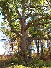Black Oak in East Granby, Connecticut - October 20, 2013