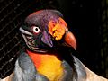 Brevard Zoo, Viera FL - Flickr - Rusty Clark (205)