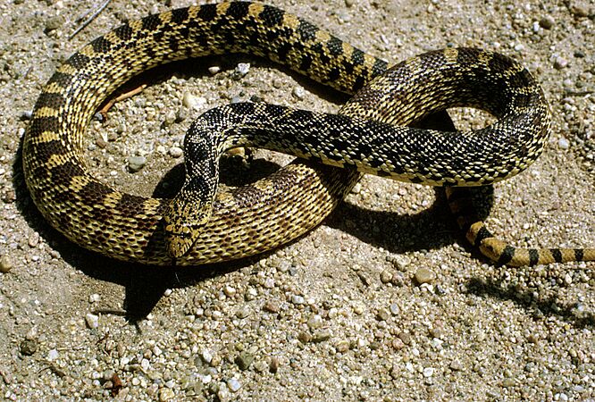 Bull snake