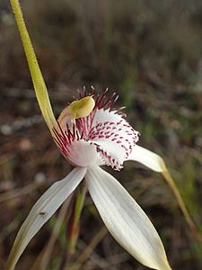 Caladenia splendens labellum