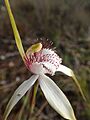 Caladenia splendens labellum