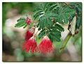 Calliandra californica 3