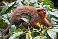 Callicebus cupreus Tambopata Research Center