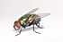 Calliphoridae fly on white background (17358020332).jpg
