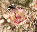 Calochortus fimbriatus flower with bee