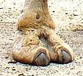 Camel Foot