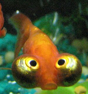 Celestial eye goldfish