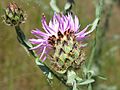 Centaurea stoebe huellblaetter