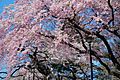 Cherry blossoms in the Tsutsujigaoka Park