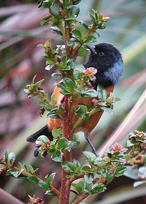 Conirostrum sitticolor Conirrostro encapuchado Blue-backed Conebill (8730445008)
