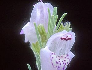 Conradina brevifolia.jpg
