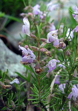 Conradina verticillata wild.jpg