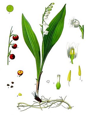 Convallaria majalis - Köhler–s Medizinal-Pflanzen-045